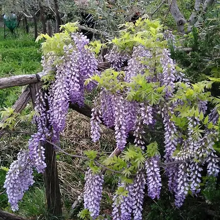 Podere Casetta * Monterotondo (Tuscany)