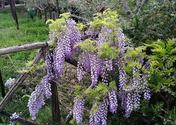 Podere Casetta * Monterotondo (Tuscany)